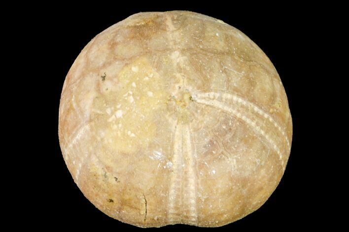 Jurassic Echinoid (Collyrites) Fossil - France #156360